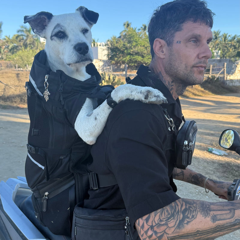 Craig. P's dog in PACKMATE