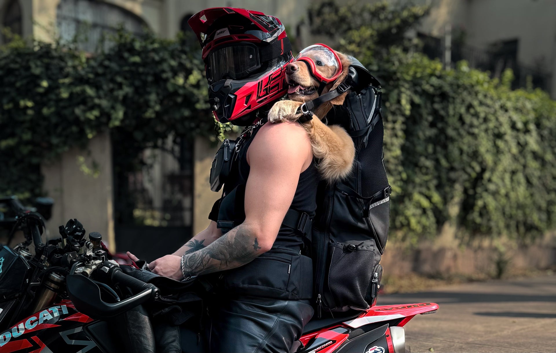 Rider and dog on Ducati with PACKMATE carrier