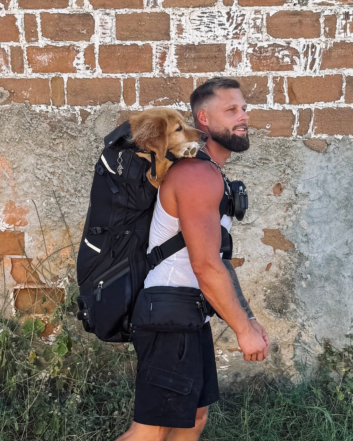 PACKMATE® motorcycle dog carrier lifestyle with golden retriever brick wall background